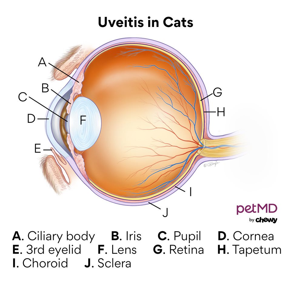 Natural treatment for on sale uveitis in cats